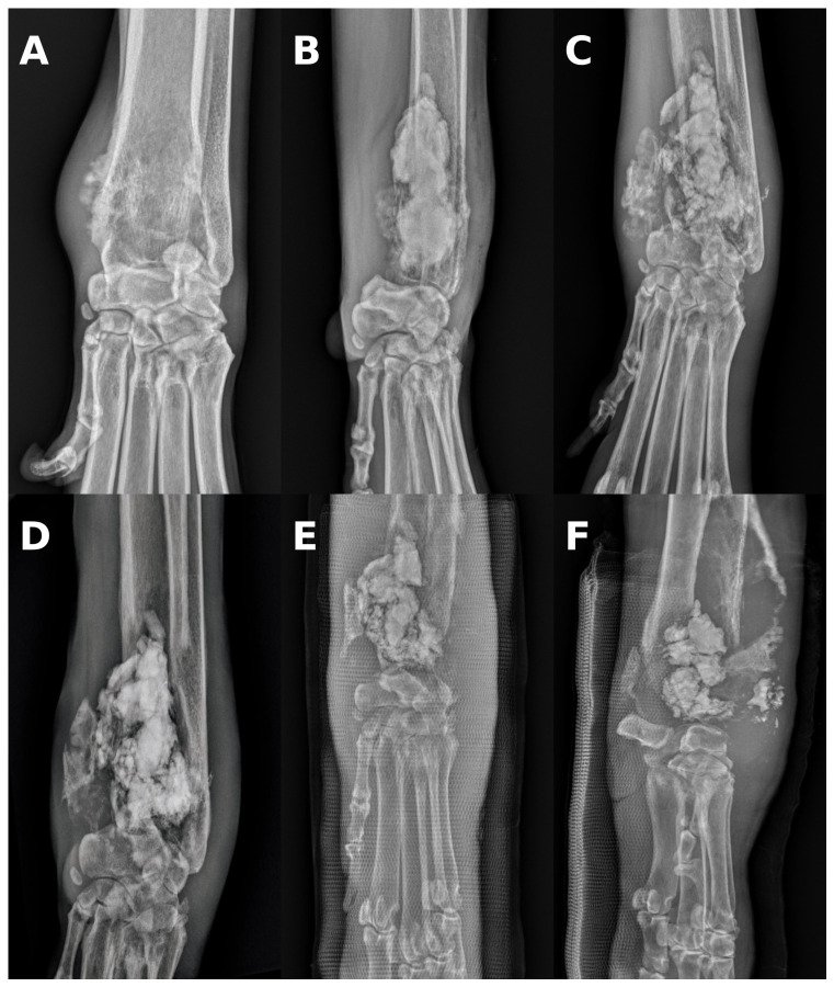 Investigación veterinaria sobre osteosarcoma apendicular y cementoplastia en perros