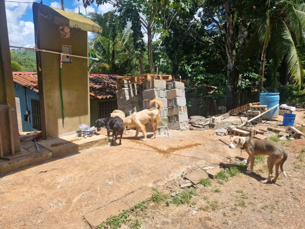 Perros en una comunidad afectada, durante el recorrido de ayuda veterinaria.