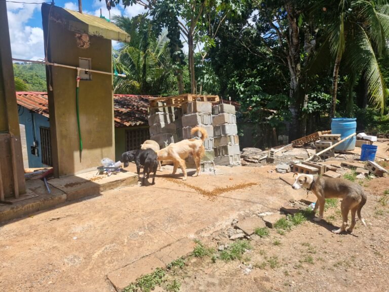 Perros en una comunidad afectada, durante el recorrido de ayuda veterinaria.