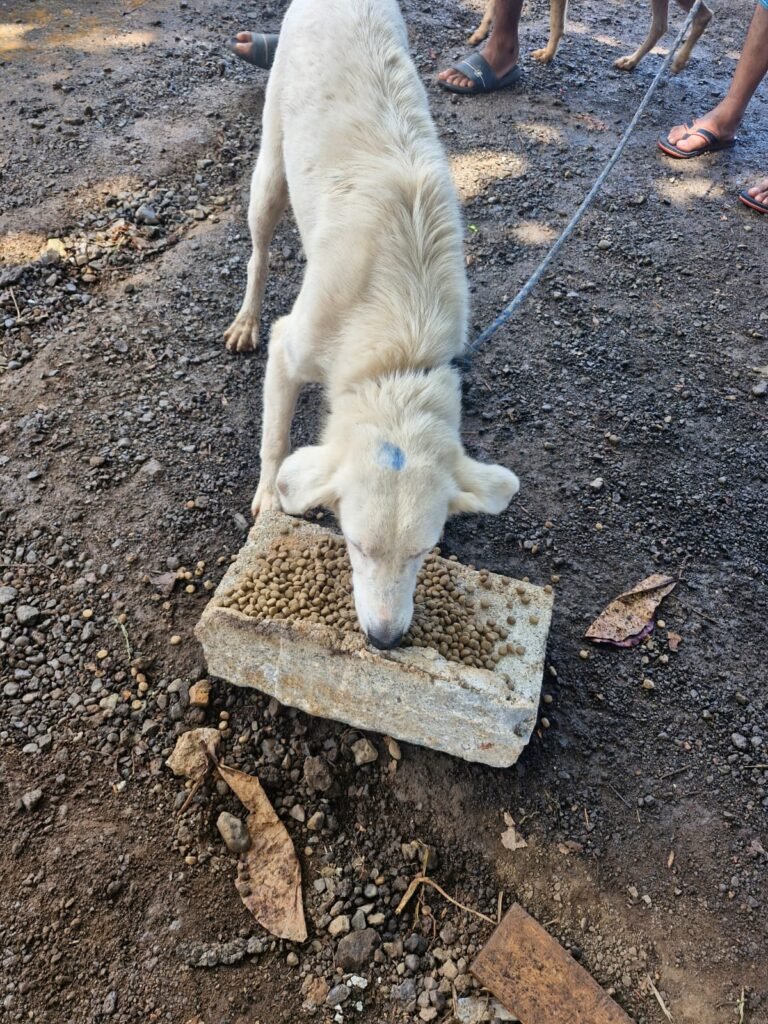 Perros en una comunidad afectada, durante el recorrido de ayuda veterinaria.